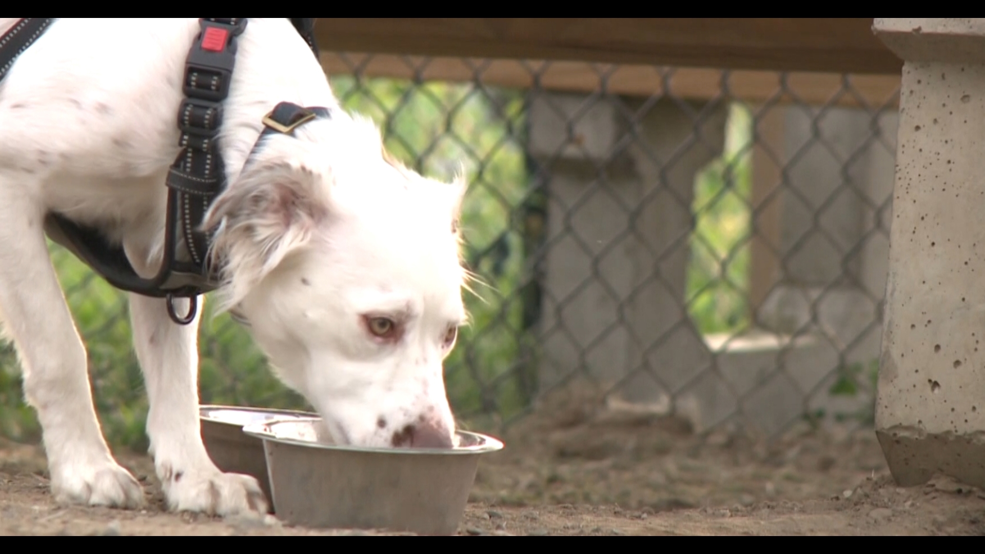 The Torrington Regional Animal Control reported receiving an influx of calls during the recent heat wave of several dogs left unattended inside vehicles.