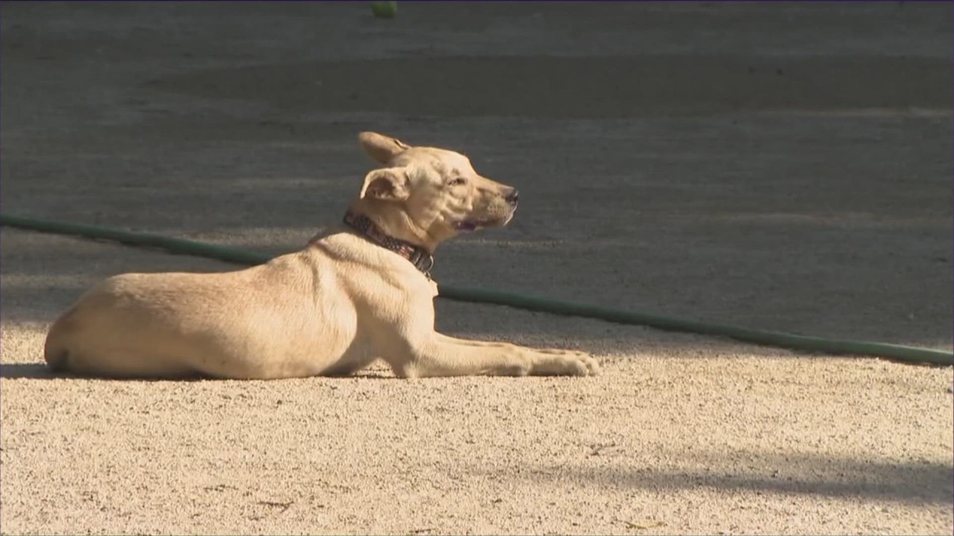 Dogs coming into the U.S. will soon have to be at least six months old, be microchipped and have CDC dog imort forms.