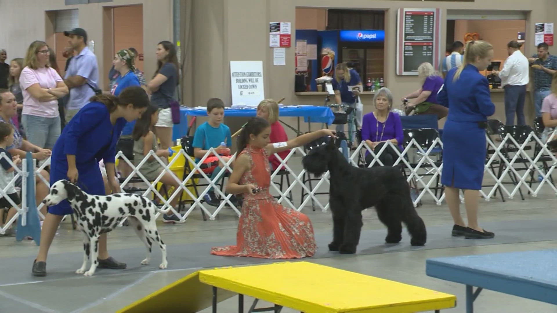 This is one of the nation's most popular dog shows.