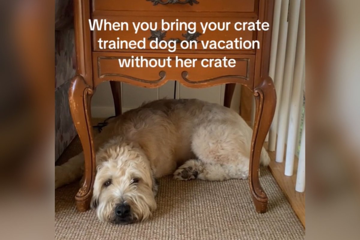 Dog napping under side table