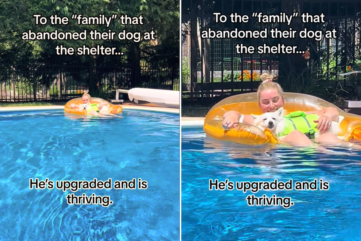 Dog rescued by forever family