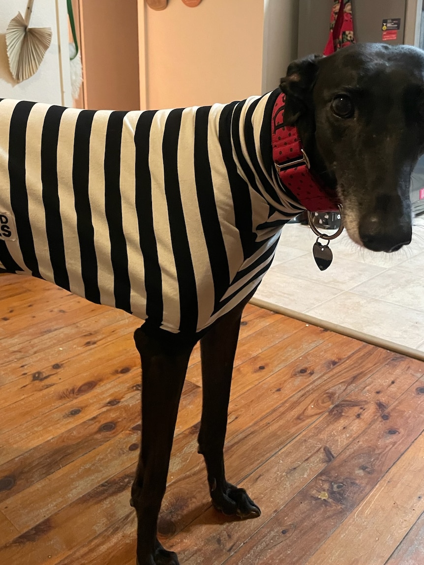 A dark-grey greyhound stands in a living room, wearing a black and white striped jumper and red collar.