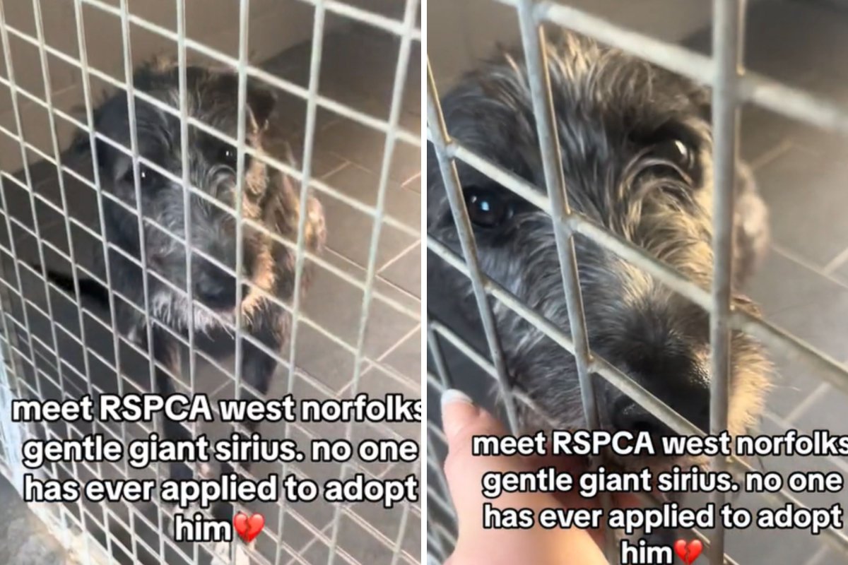 Gentle giant dog in shelter