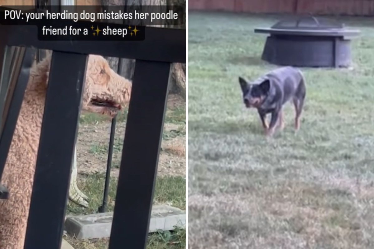 Herding dog looking at poodle