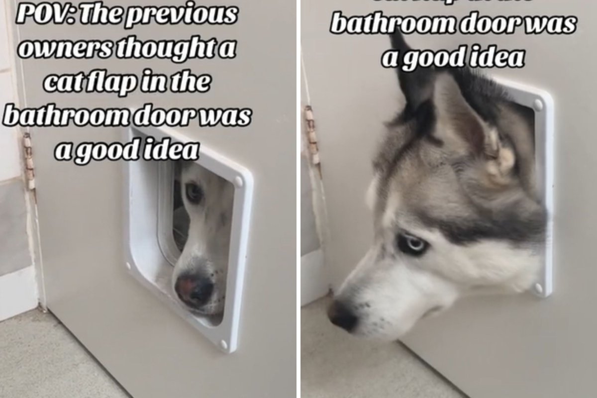 Husky pokes through cat flap