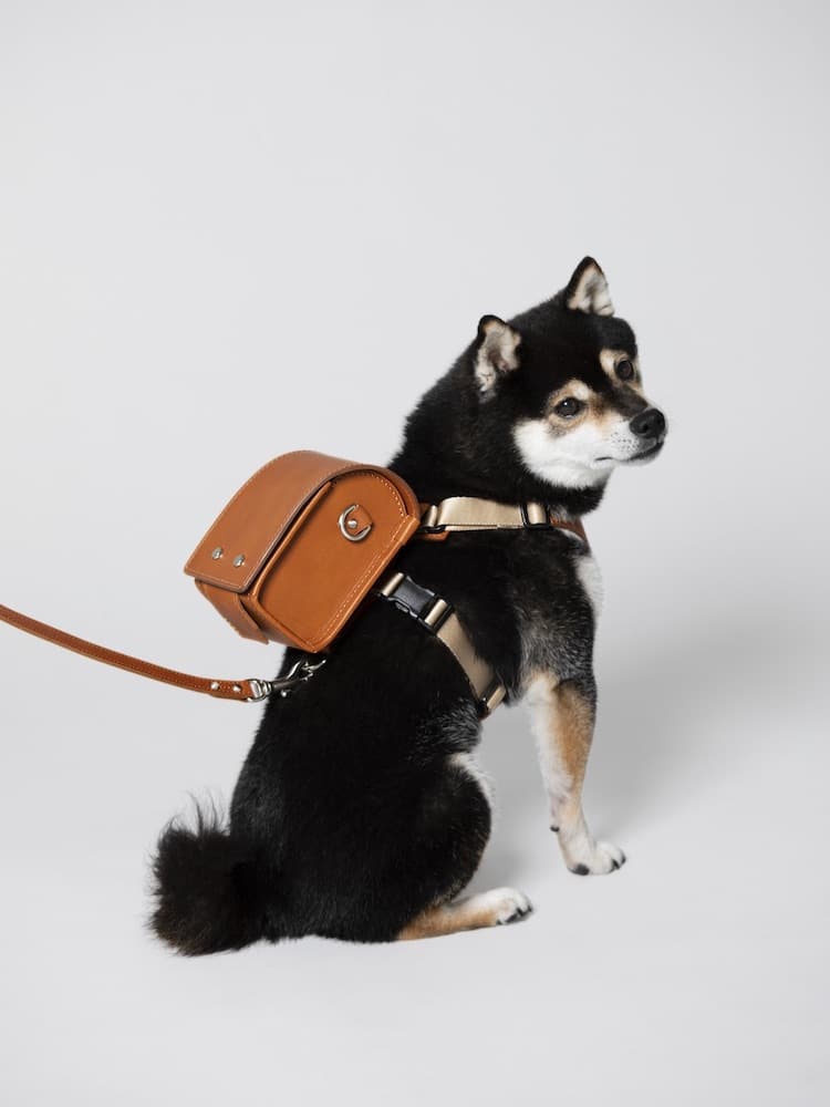 Picture Of A Dog In Harness With Miniature Leather Backpack