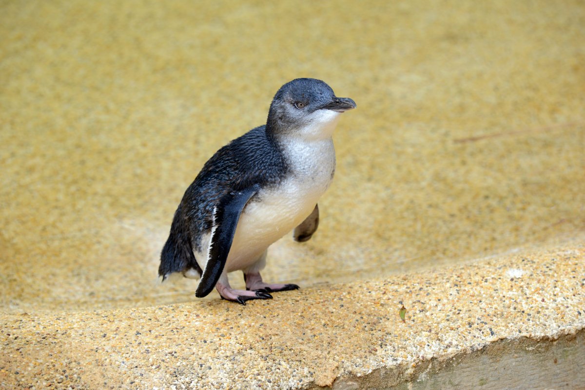 little blue penguin