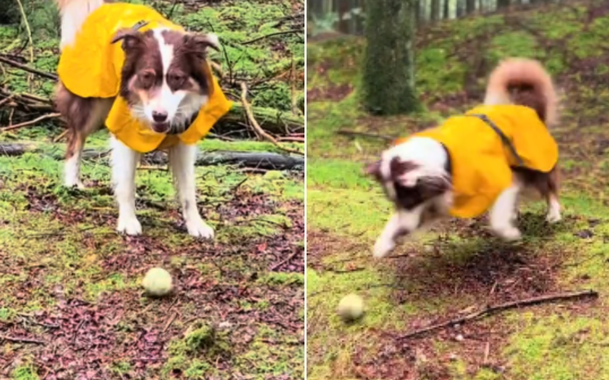 Riley the Australian Shepherd plays fetch solo.