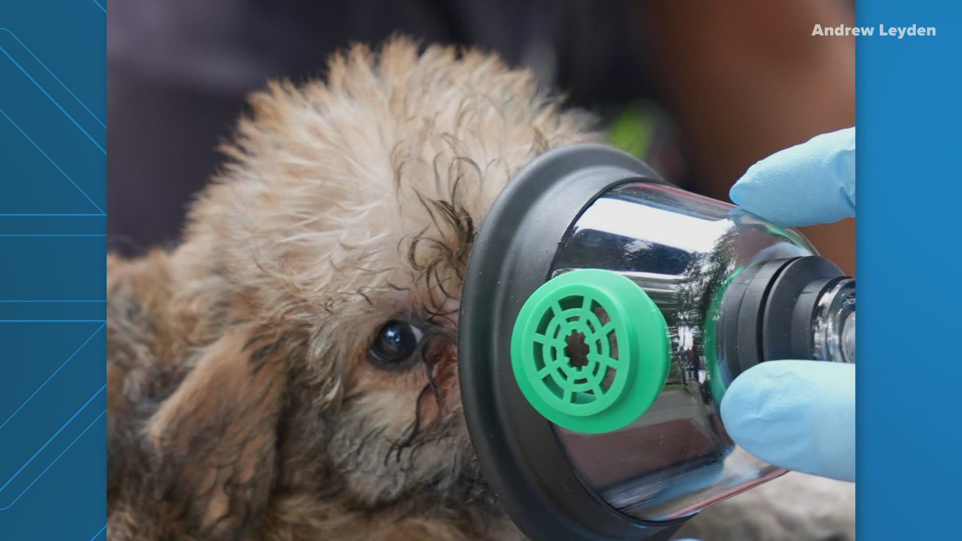 Authorities deemed the fire 'accidental'. Two puppies and six adult dogs were rescued from the building.