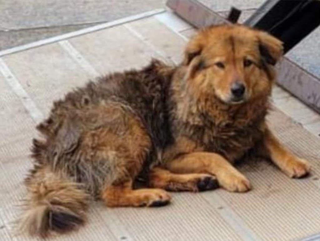 One of the missing dogs. Photo: Animal Post