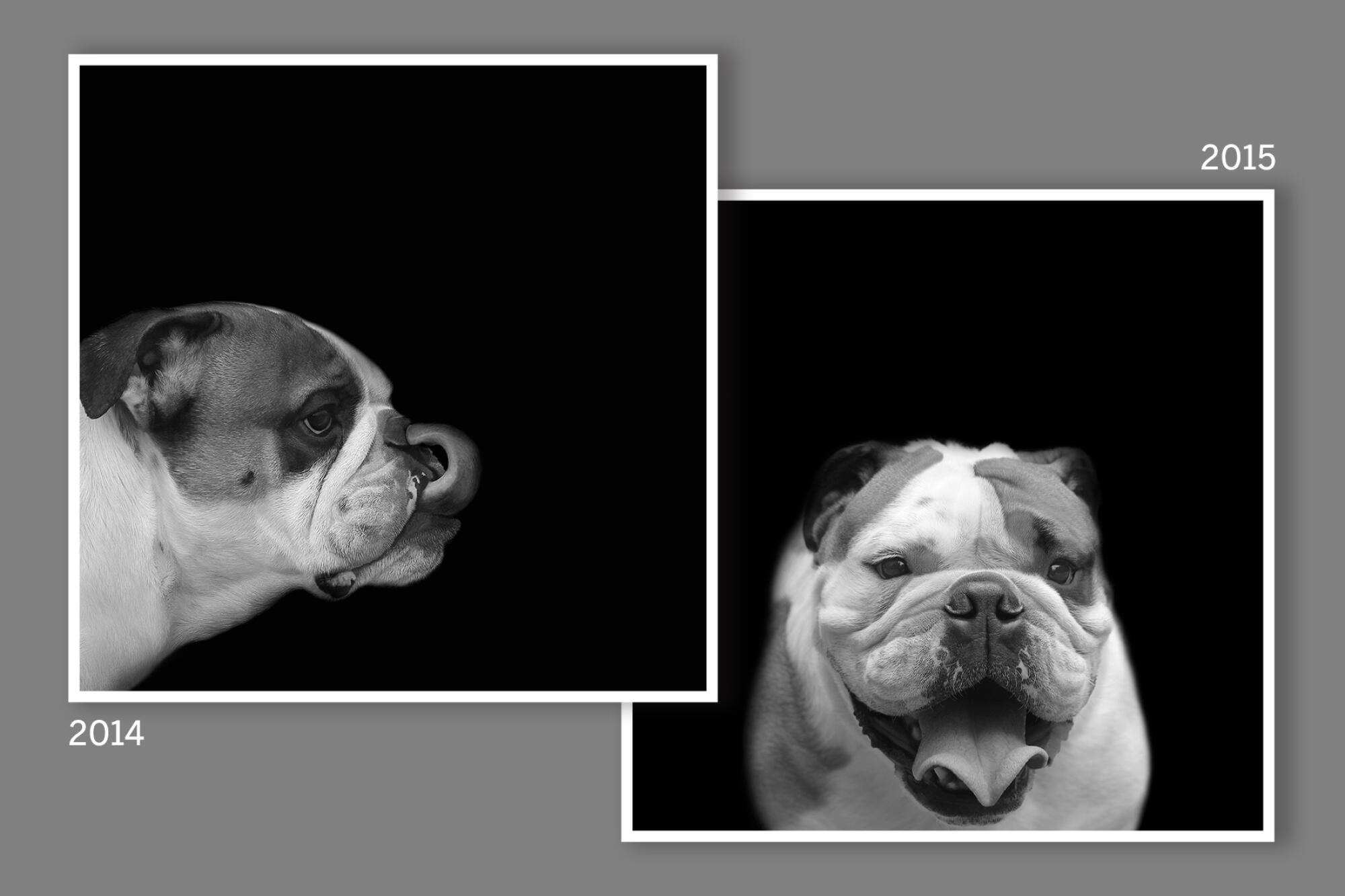 Jack the english bulldog before and after being rescued.