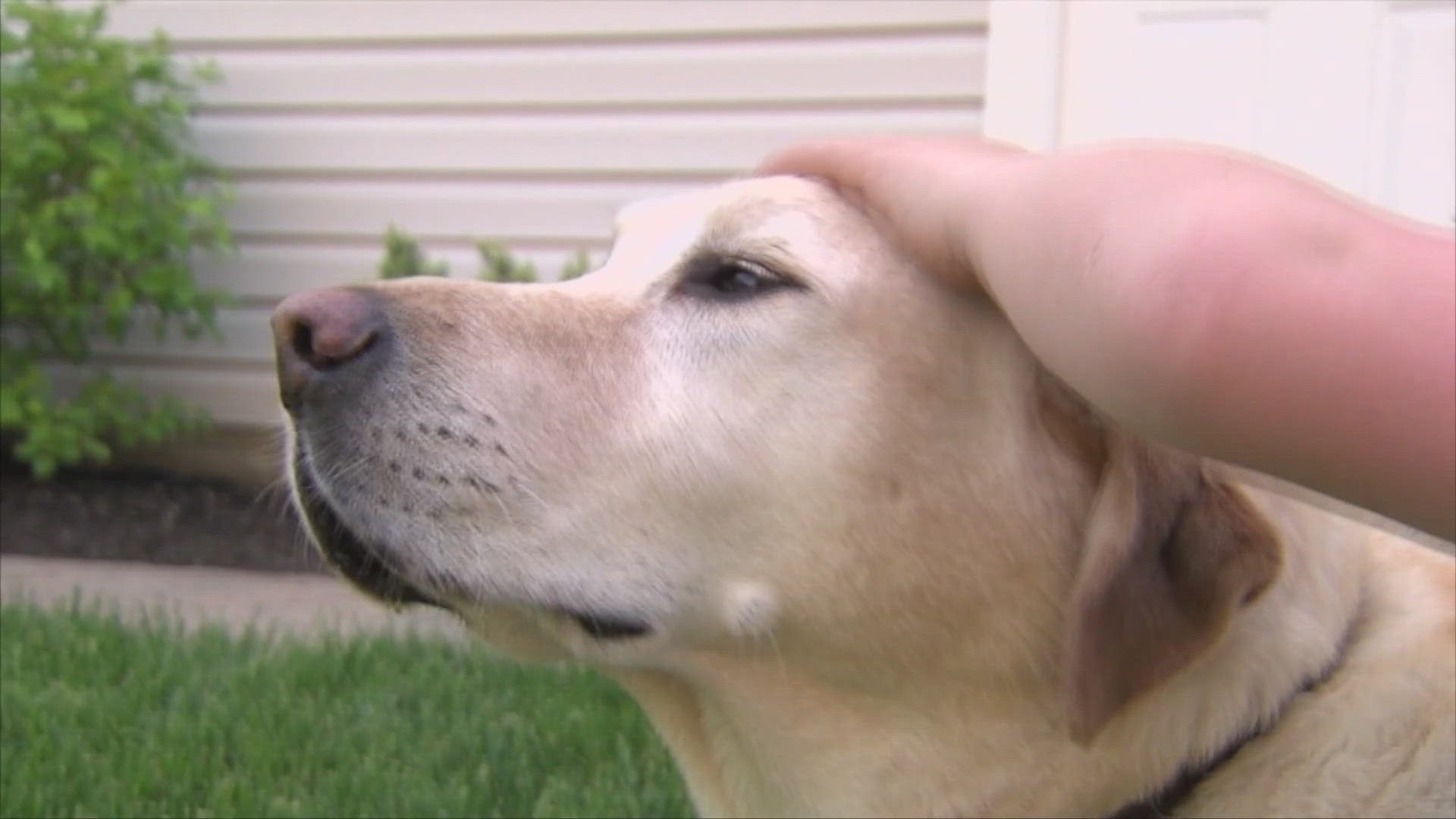 Experts say dogs are good for mental health.