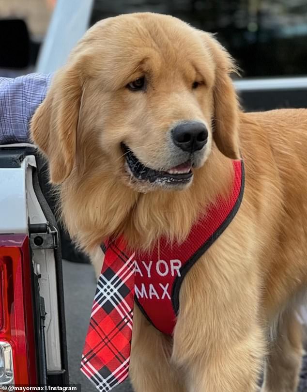 Maximus Mighty-Dog Mueller III, also known as Mayor Max, is the third official animal mayor of Idyllwild, California