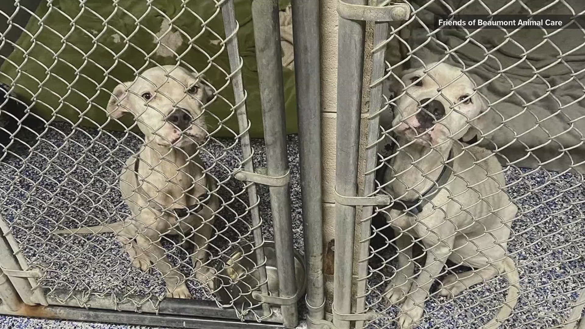 Now Beaumont Animal Care is looking for families to foster the dogs.