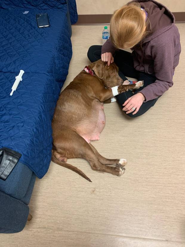 Amy Hunt, owner of MBR Farm Dog Boarding and Training in Grafton, petting Nola on the head. (Submitted)