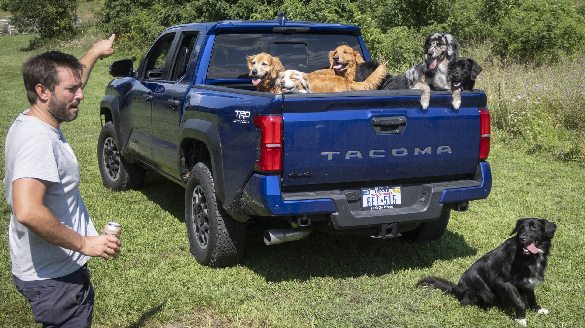 Dogs in the bed of a Toyota Tacoma truck.