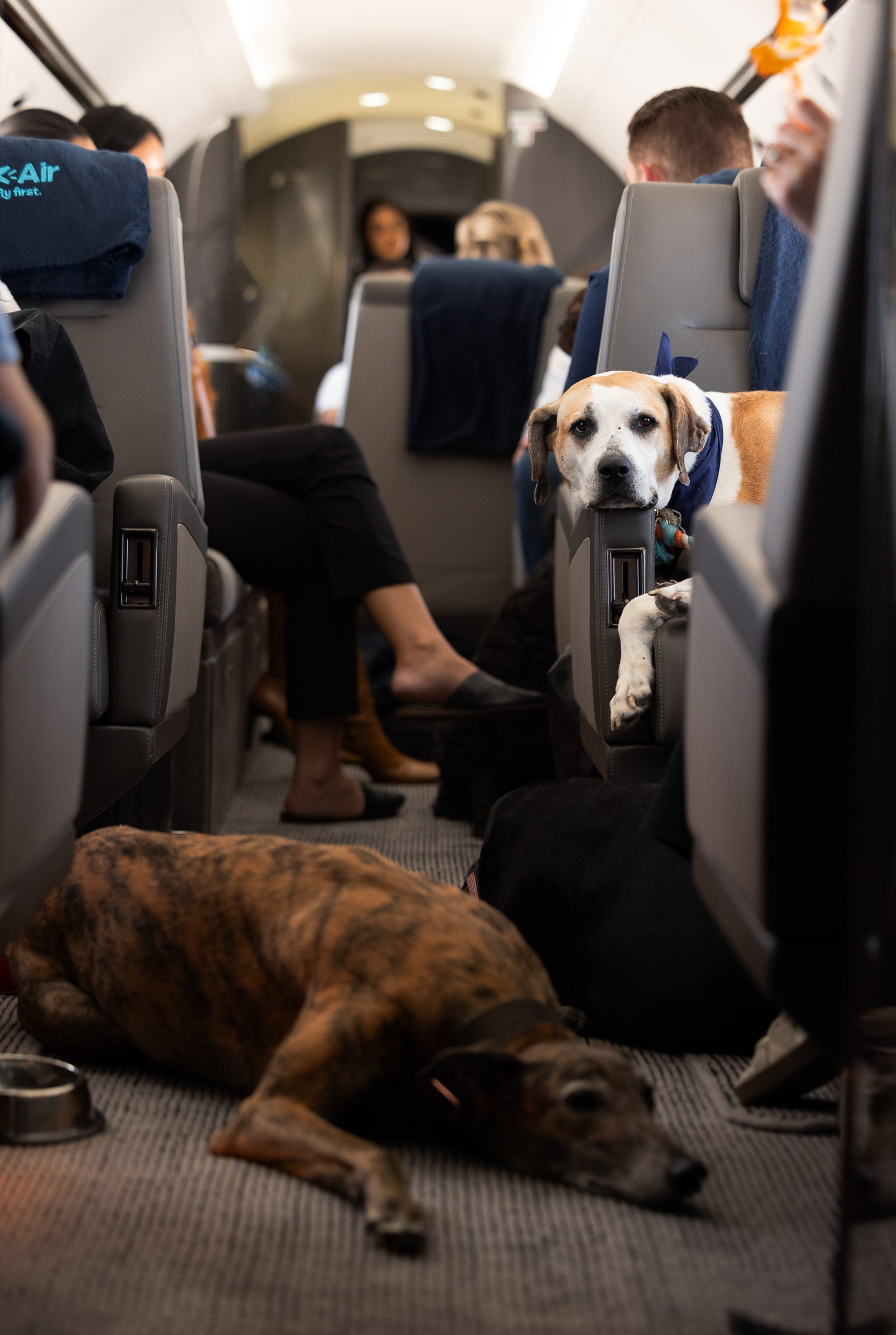 dogs on a plane