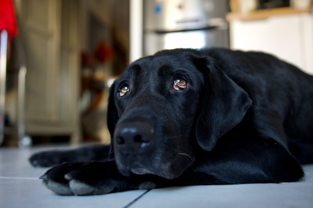 Black Labrador scared