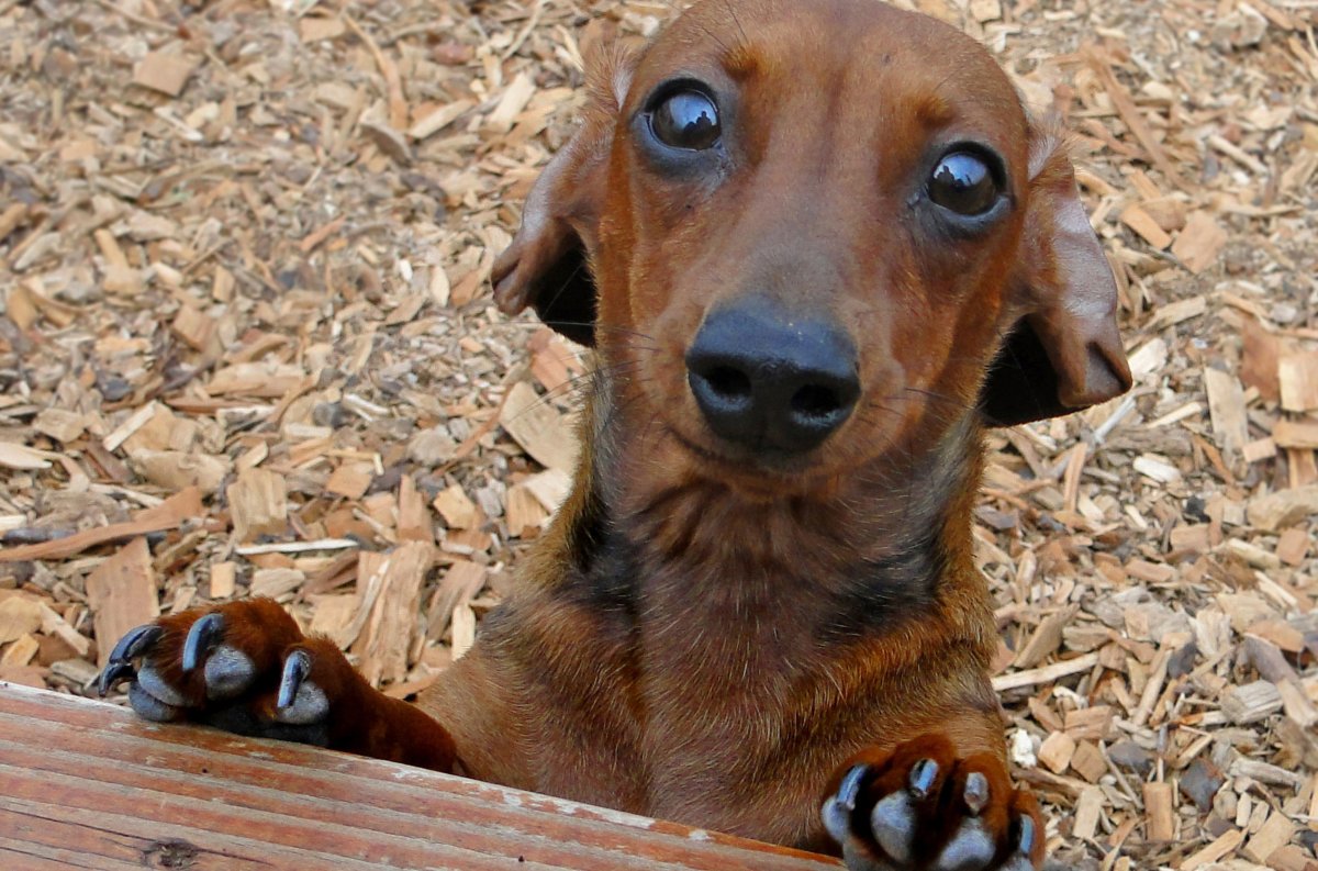 Dachshund Stands Looks Into Camera Scared