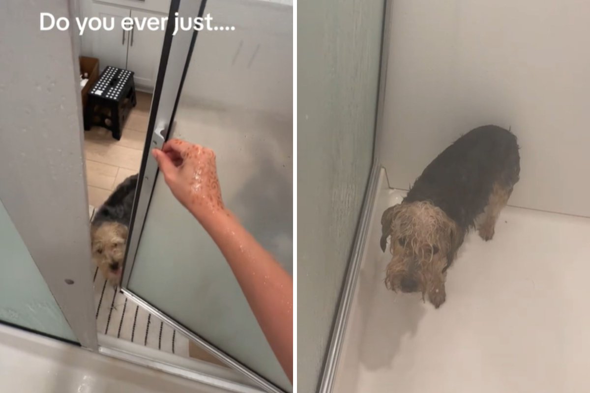 Dog asks to join shower