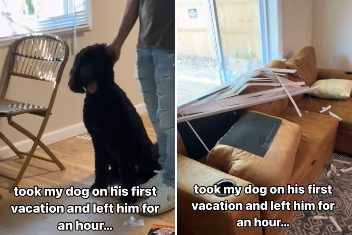 Dog destroys vacation home