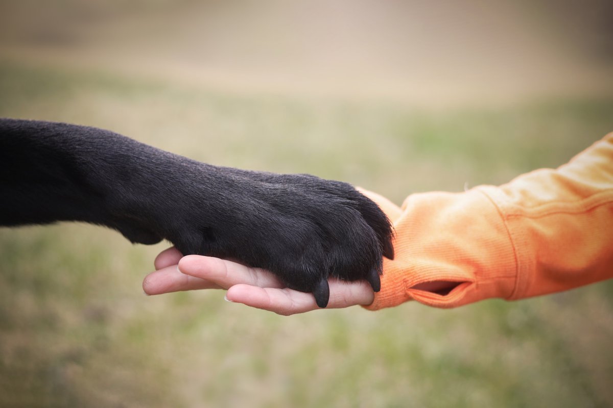 Dog Holds Hands With Owner