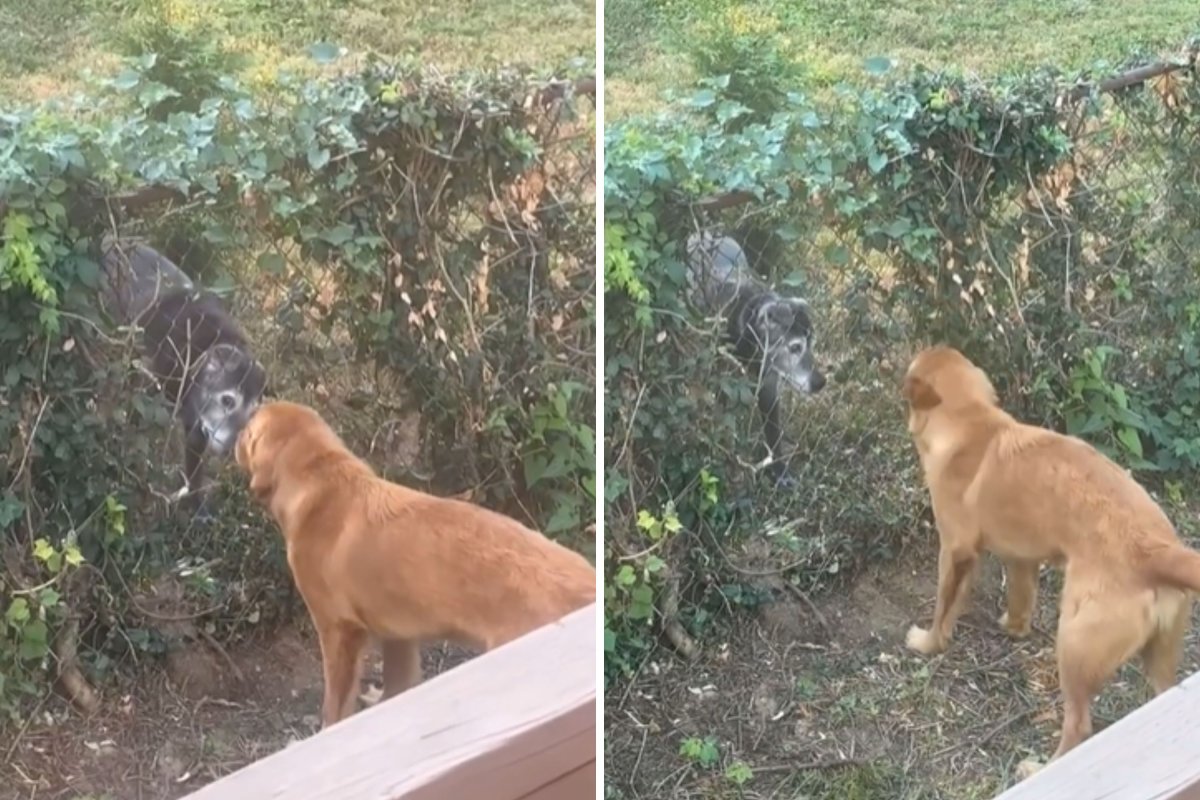 Dog pulls vines off fence