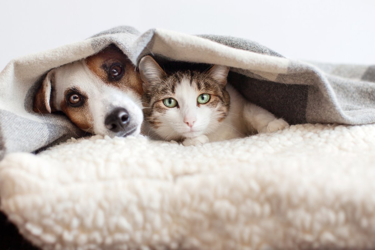 dog raised by cats behaves like cat