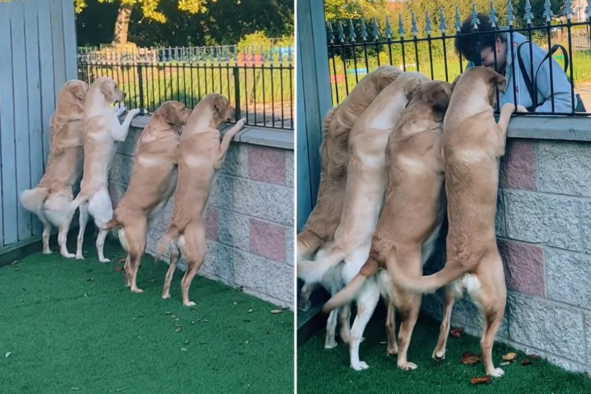 Dogs wait for biscuit lady