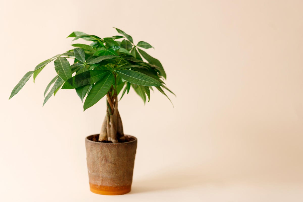 money tree houseplant in a brown planter