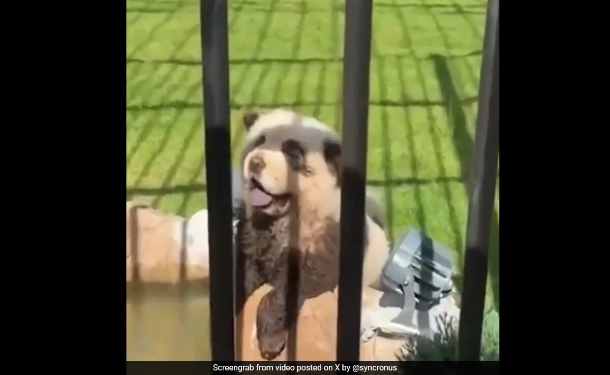 Watch: Panting, Barking Dogs Painted As Pandas At China Zoo