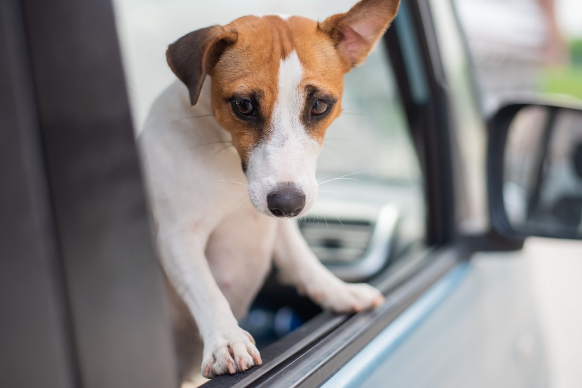 Jack Russell Dog Looks Nervously Out Car