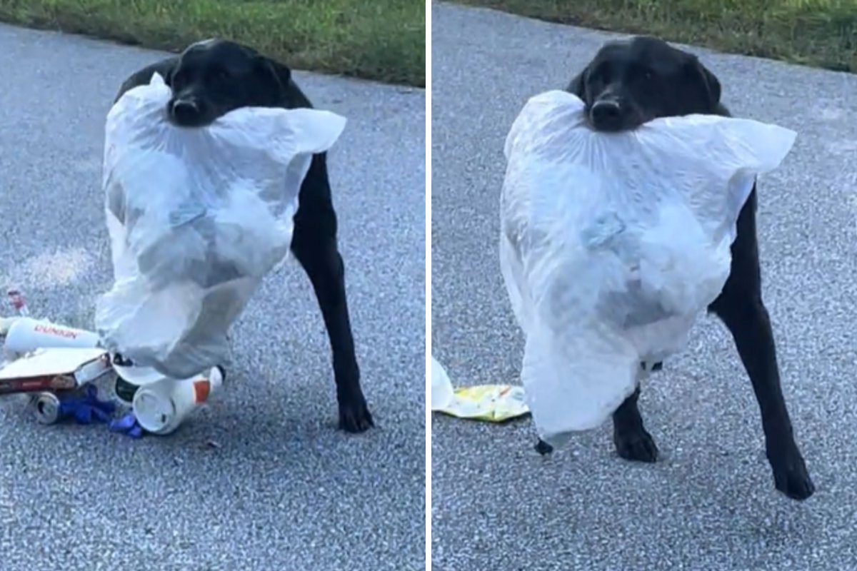 Labrador holding full trash bag 