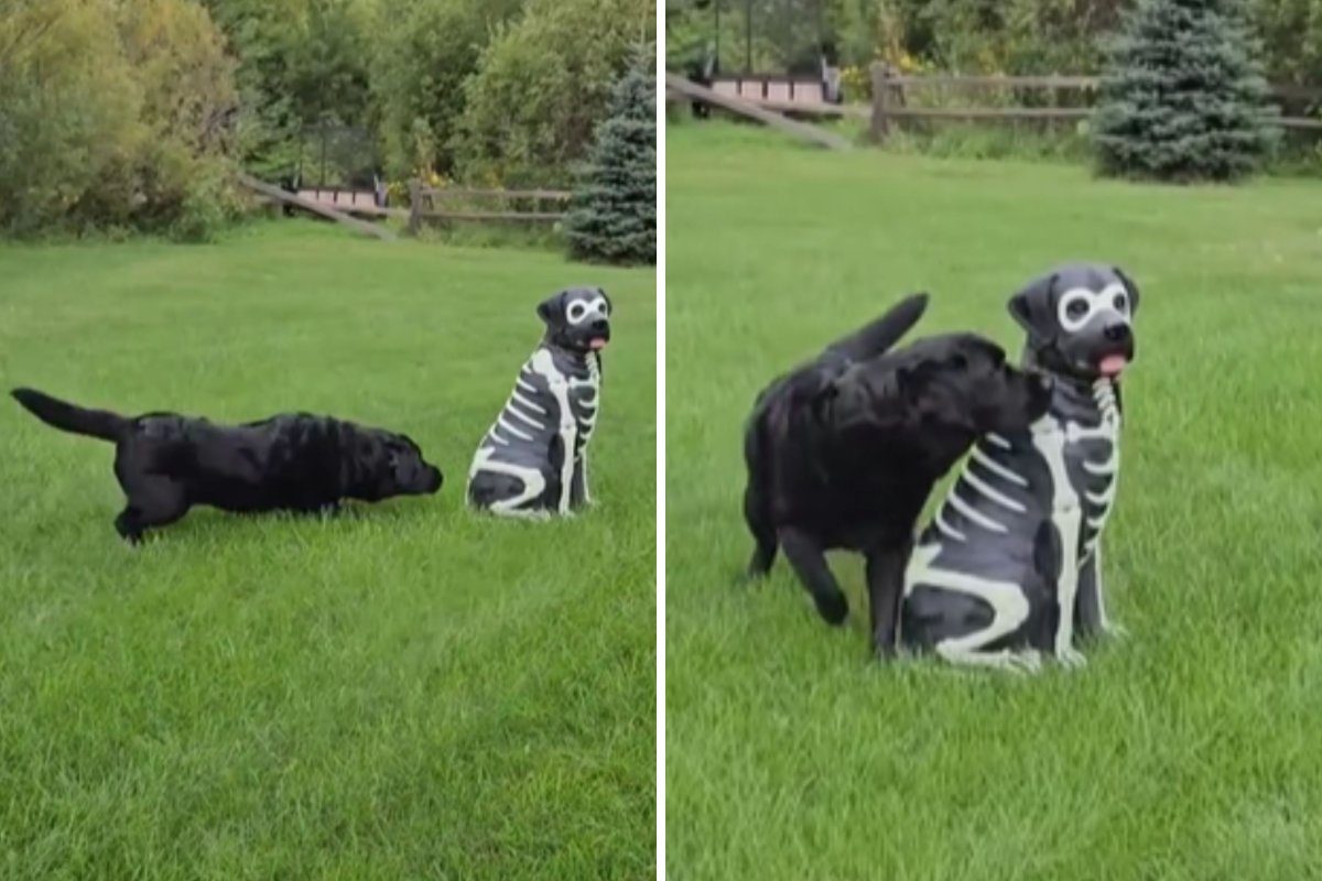 Labrador inspects Halloween decoration