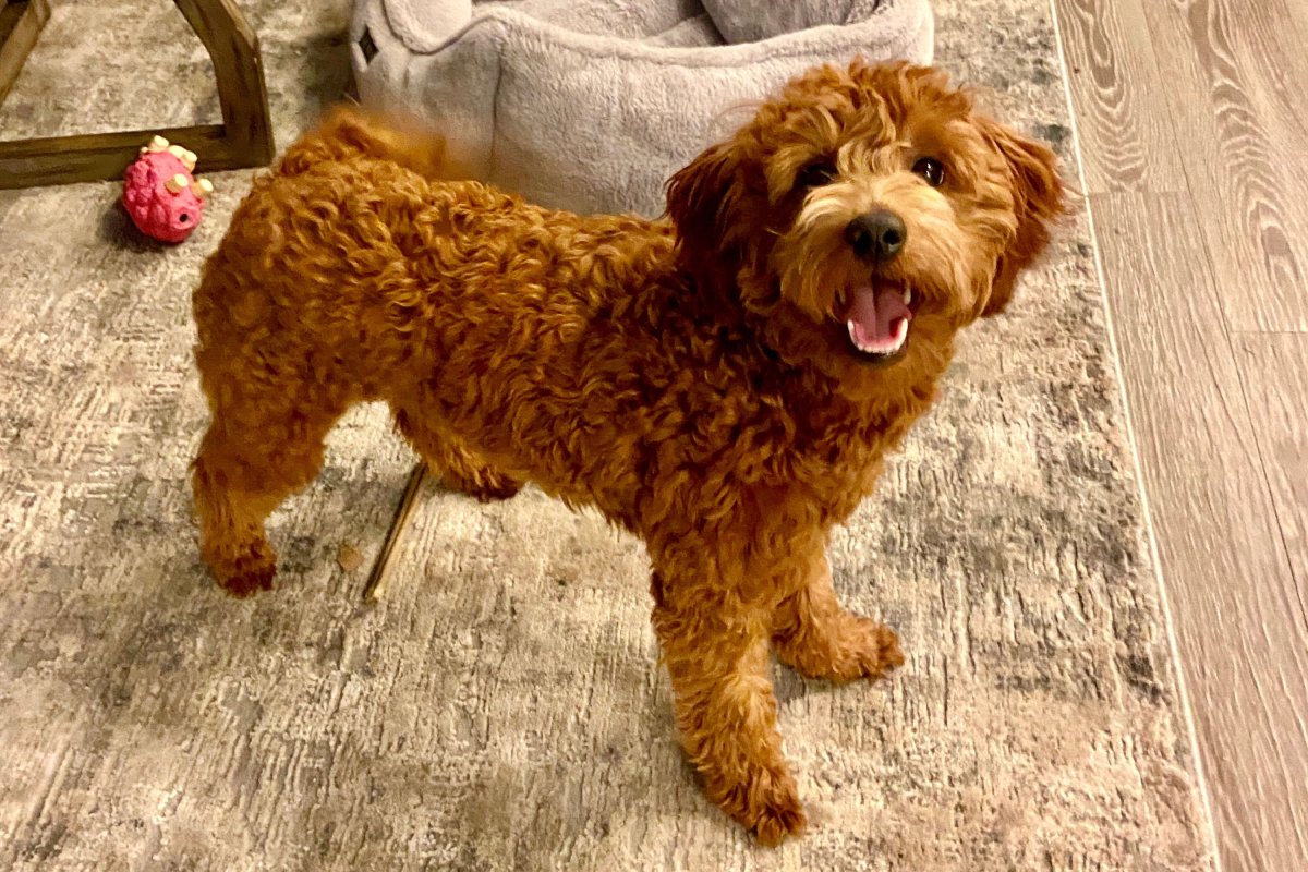 Mini goldendoodle smiling at camera