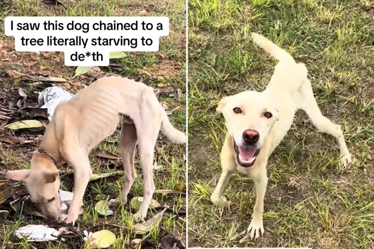 Rescue dog chained to a tree