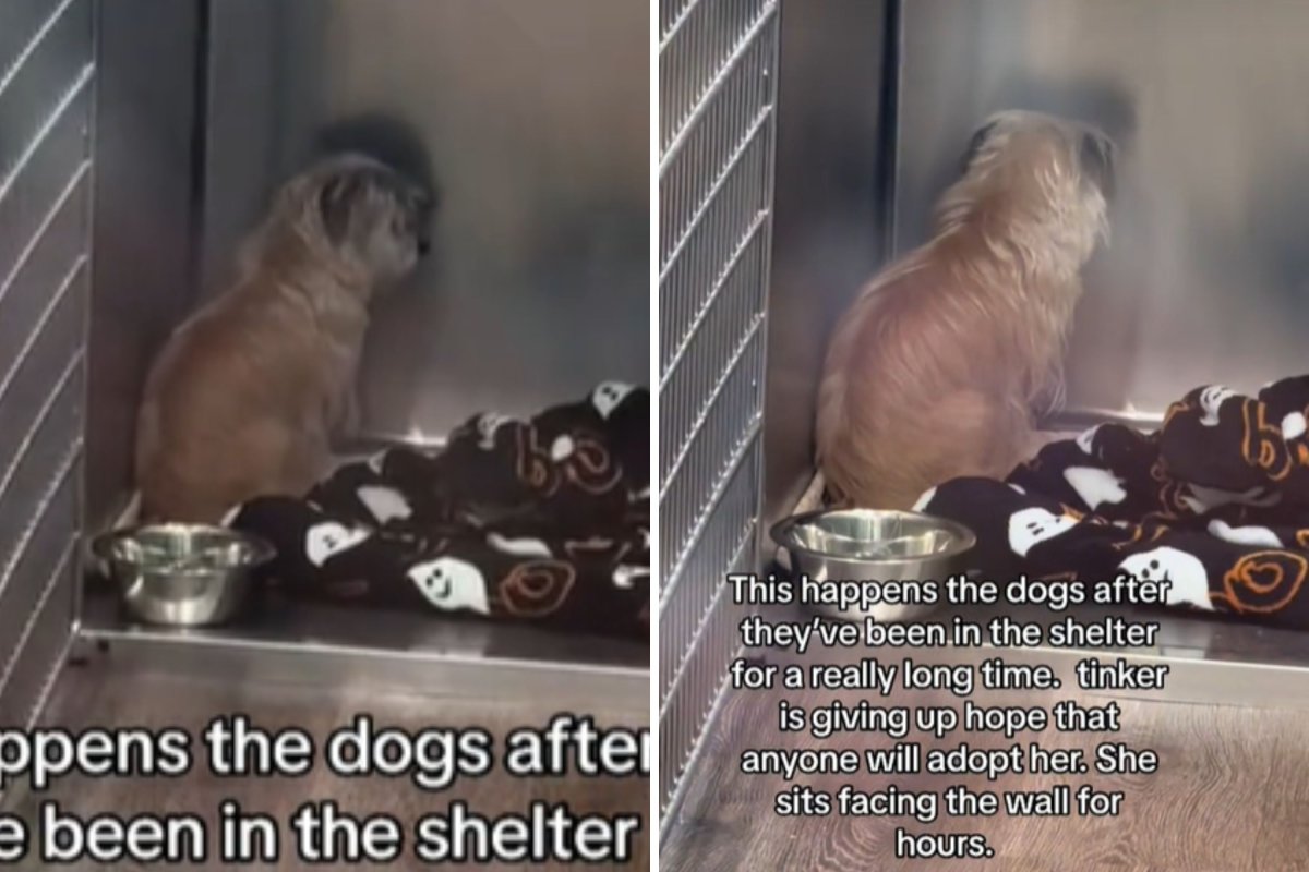 Sad shelter dog hiding