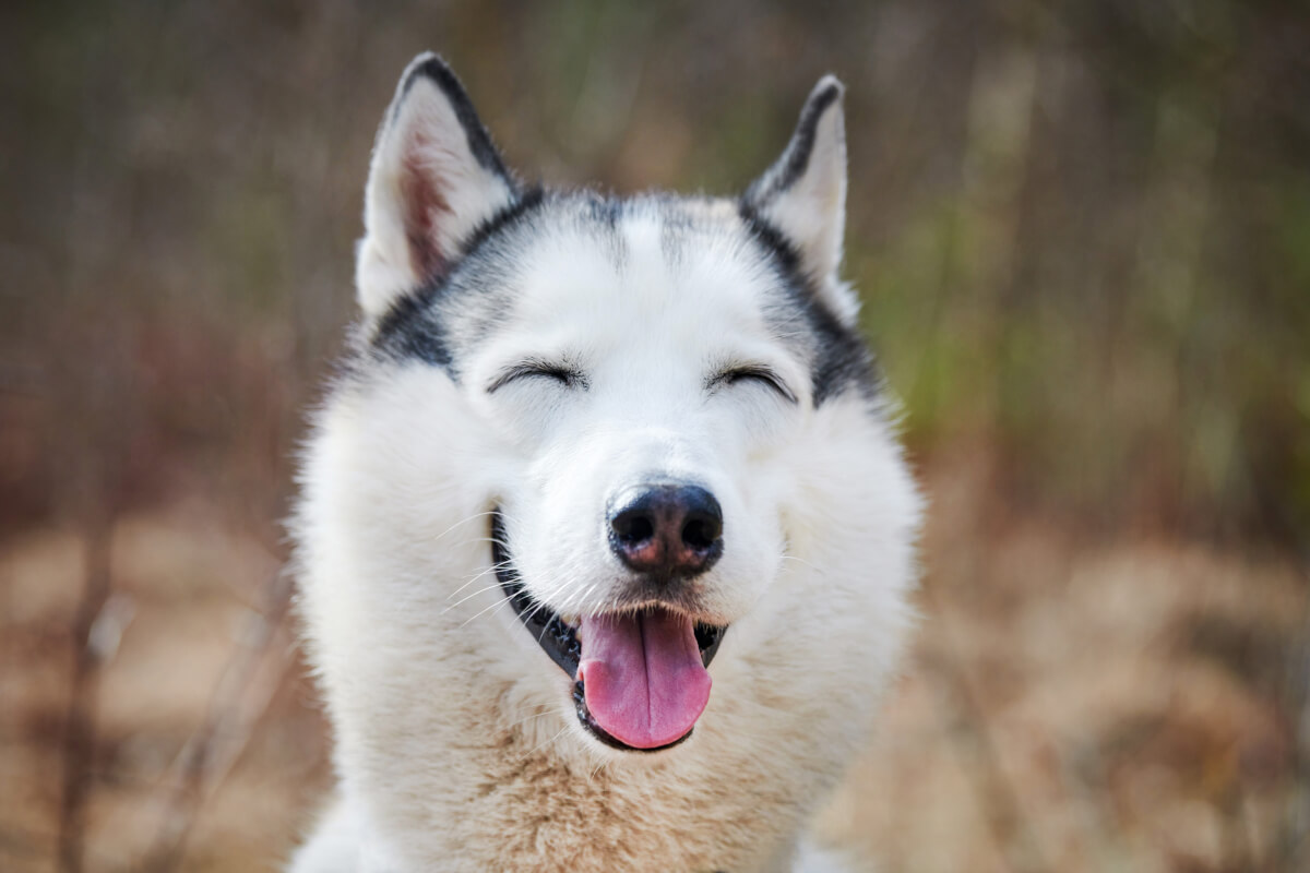 A smiling Siberian Husky