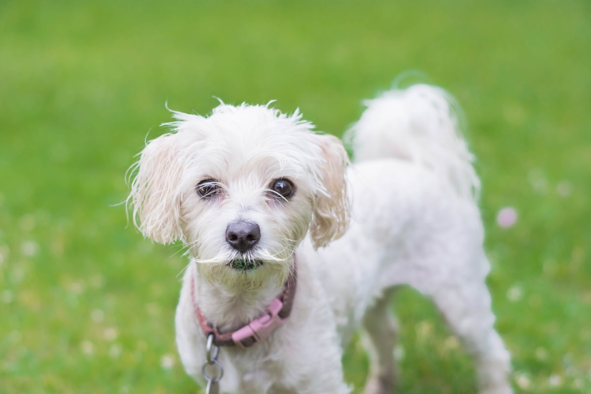 A small white dog with a moustache