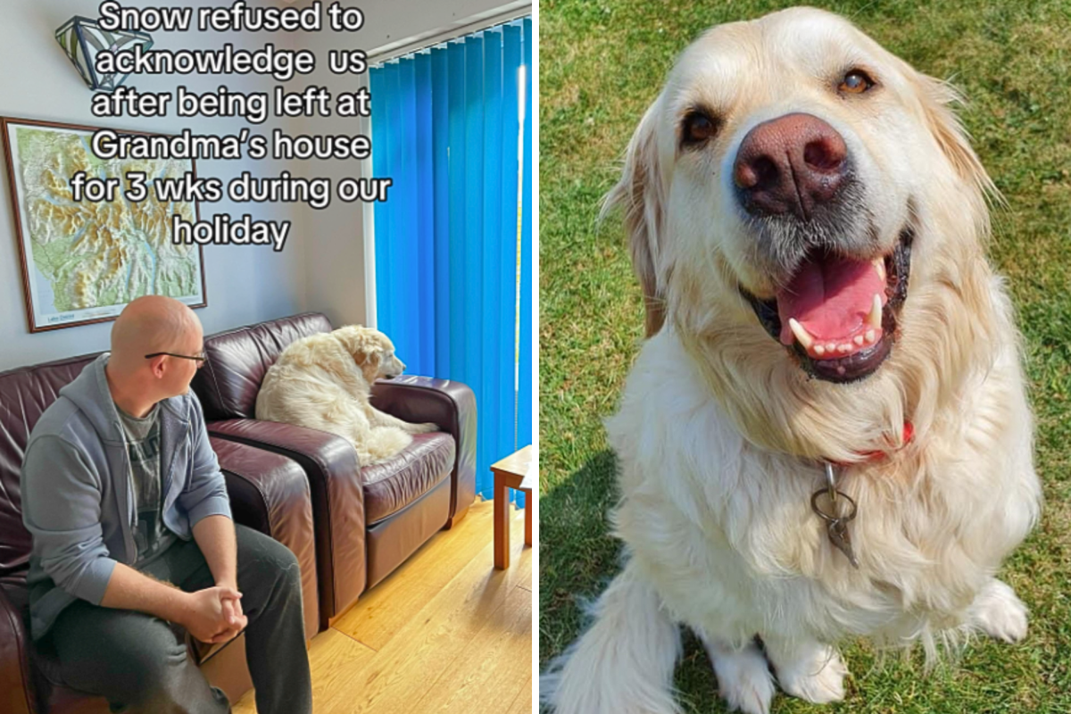 Snow The Golden Retriever Ignores Owners