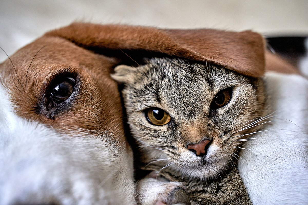 Stock image of cat and dog.