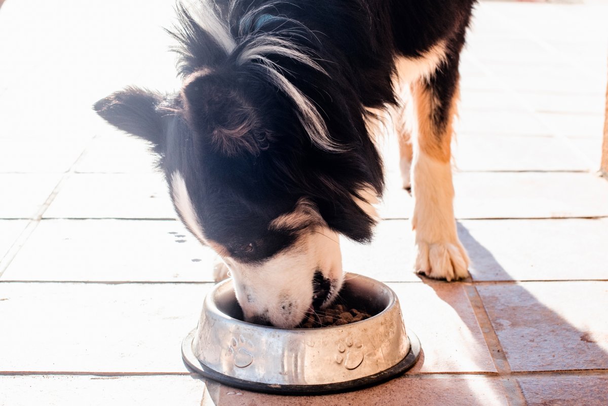 Stock image of dog eating.