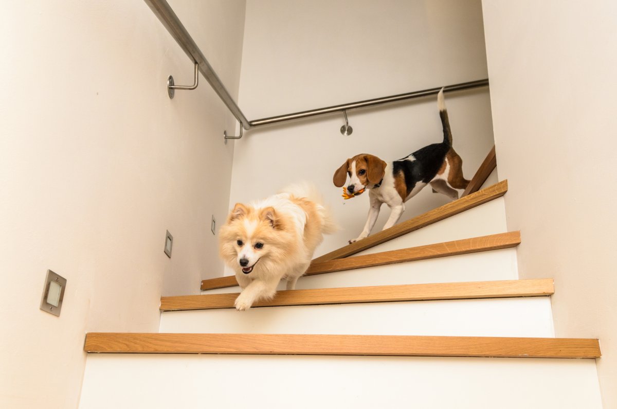 Stock image of dogs running down stairs