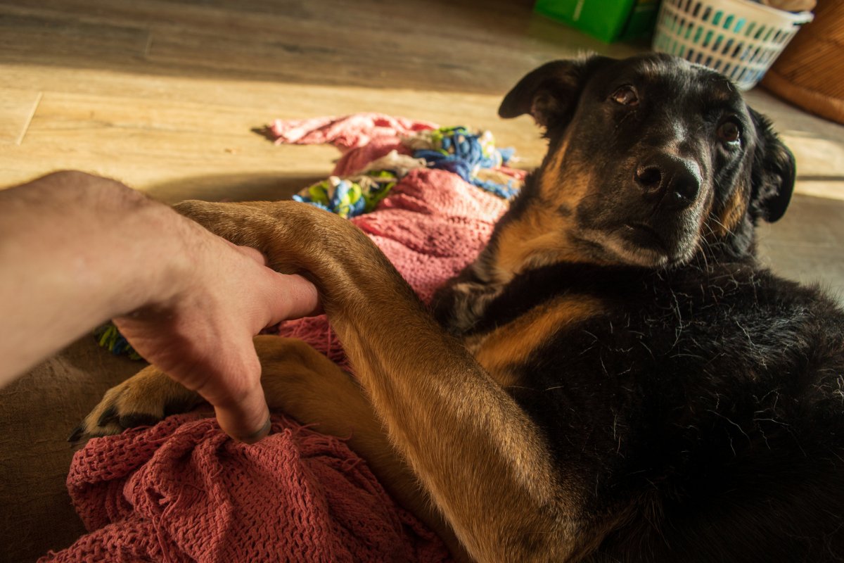 Stock image of German shepherd.