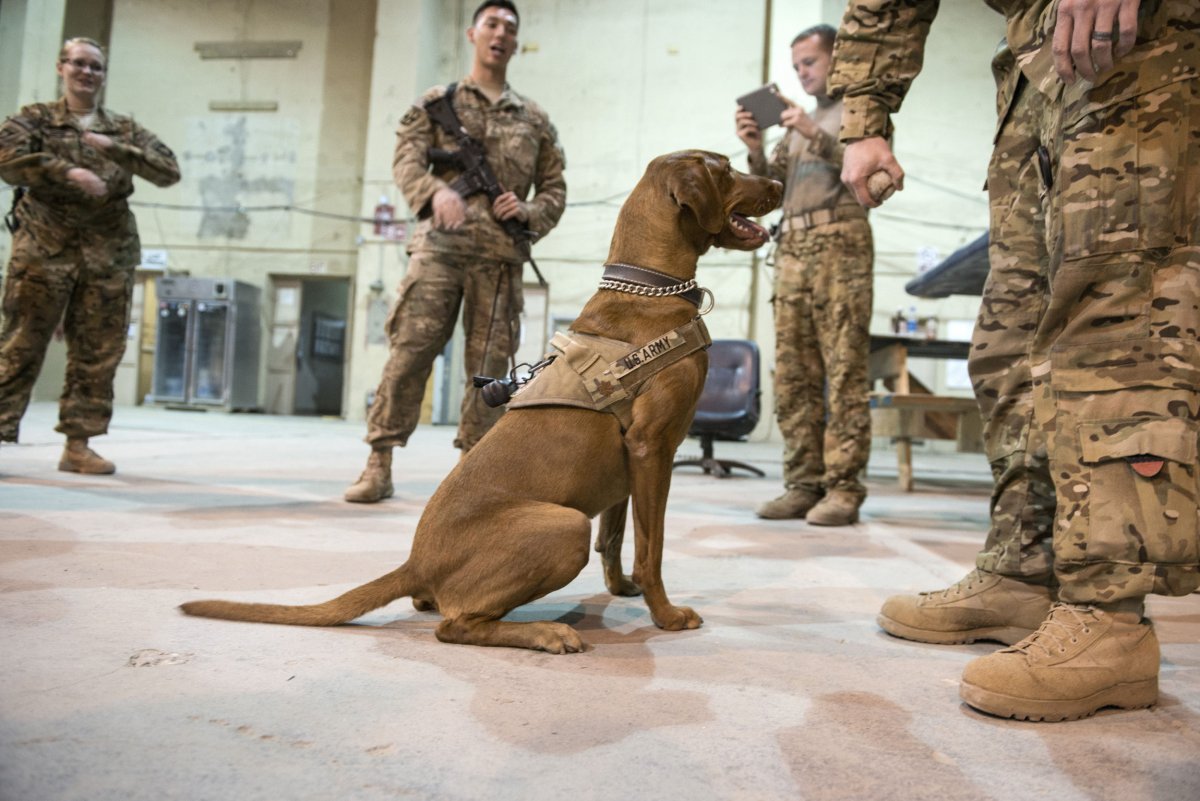 Trump Dogs Afghanistan