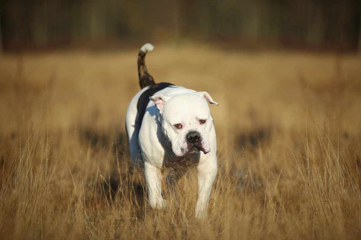 White American bulldog in a field.