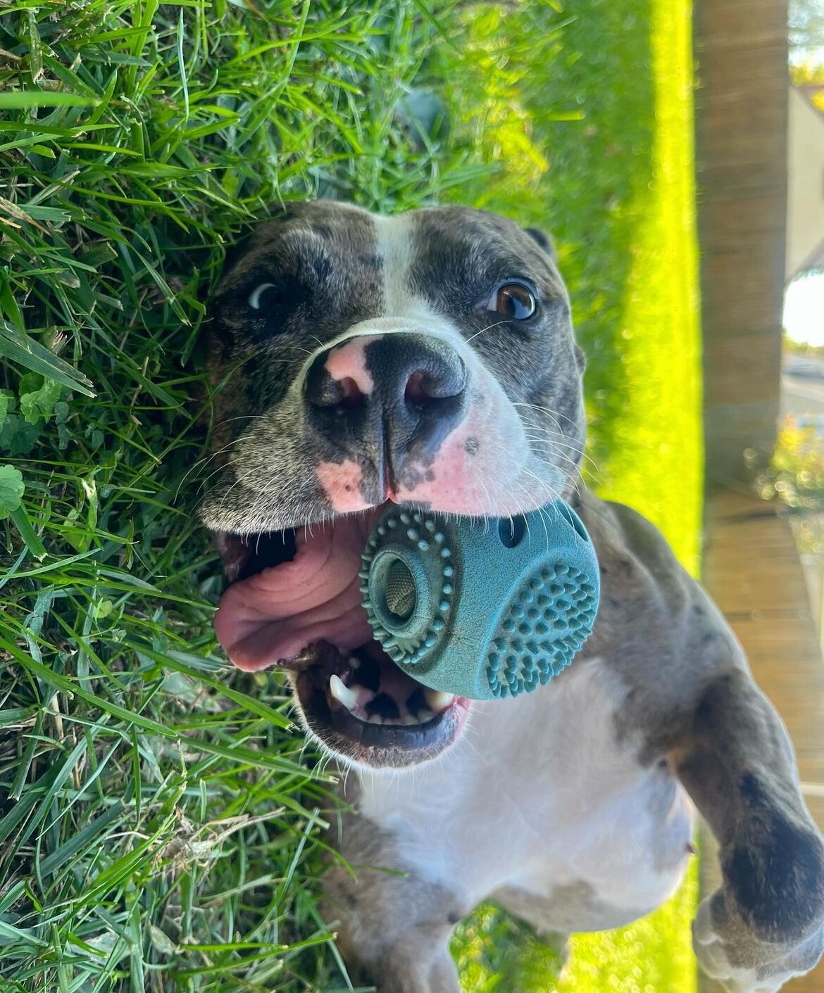 Cincinnati dog wins People Magazine's World's Cutest Rescue Dog of 2024