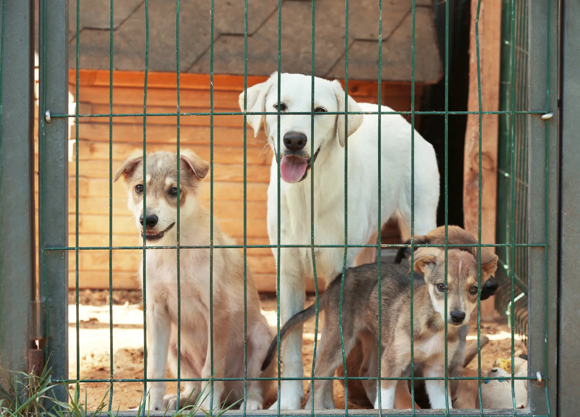 Shelter Dogs From South Carolina Storm Zone Arrive In Wisconsin