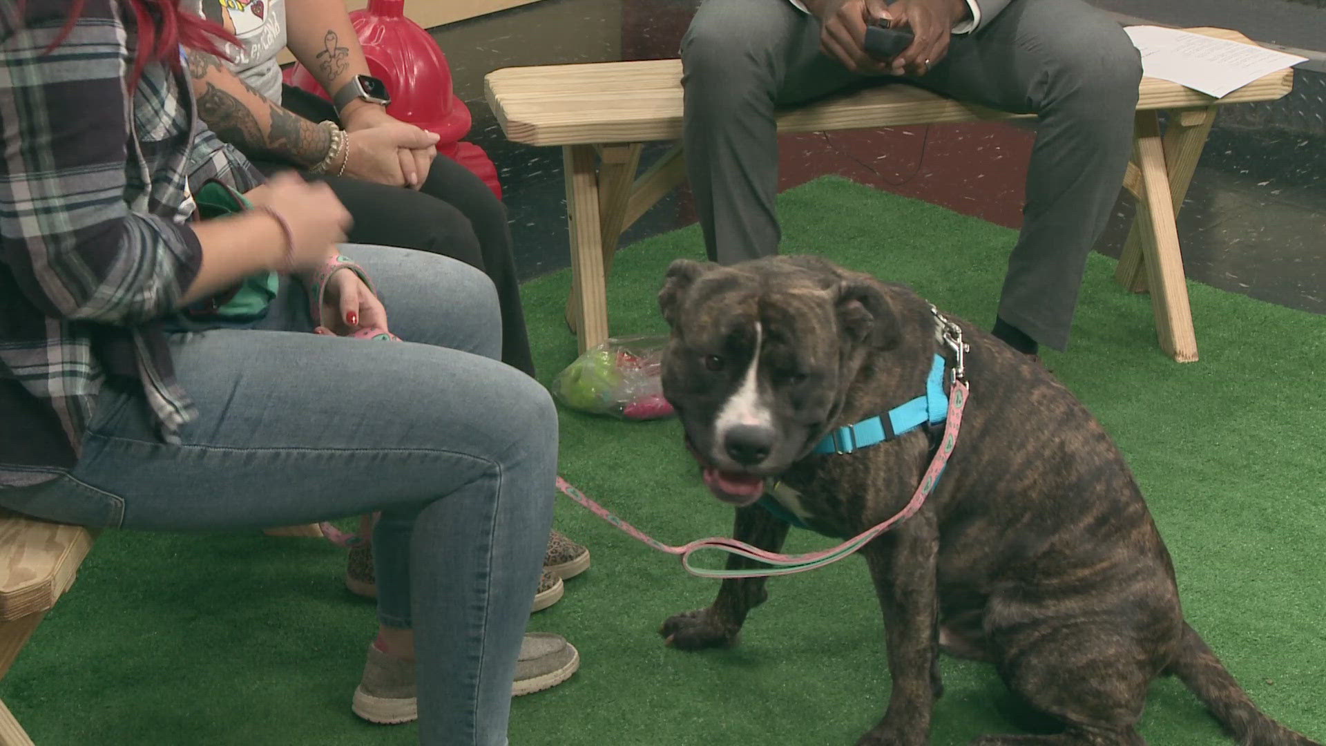 Meet our Pet of the Week, Klondike! He's 