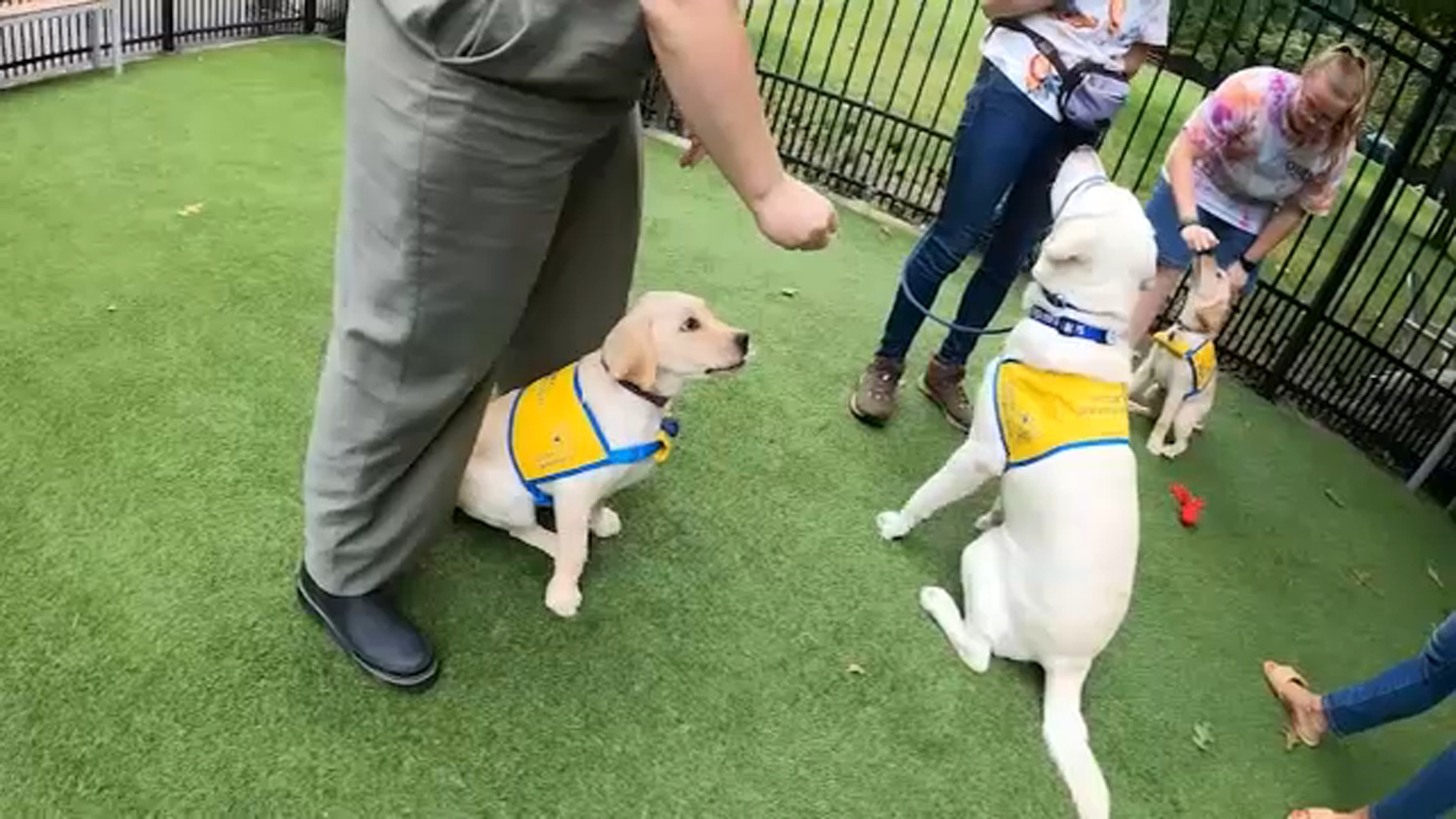 Duke University partners with the nonprofit Canine Companions for Puppy Kindergarten